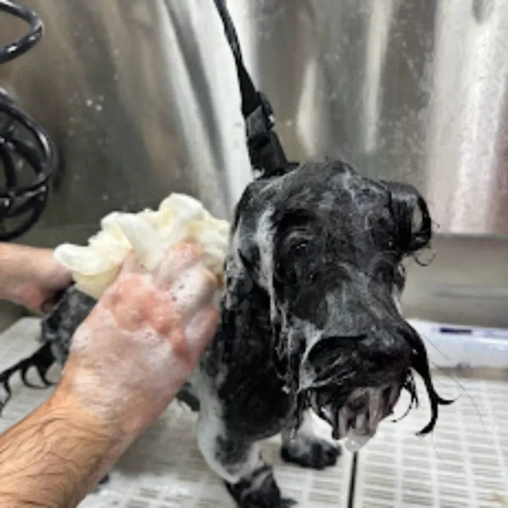 Dog being bathed with soap. bath only package